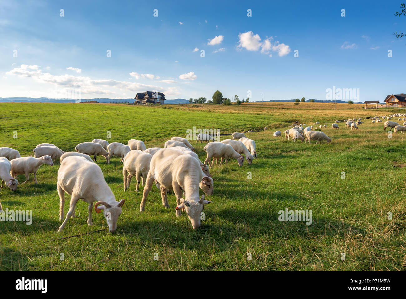 A lot of sheep on the beautiful green meadow in Pieniny. Poland Stock ...