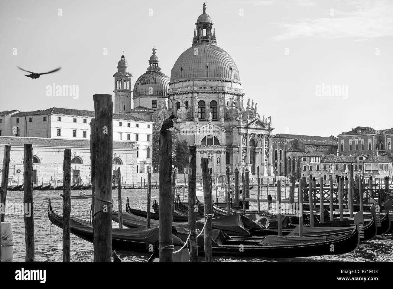 Moored gondolas and Santa Maria della Salute church in Venice, Italy. Black and white Stock Photo