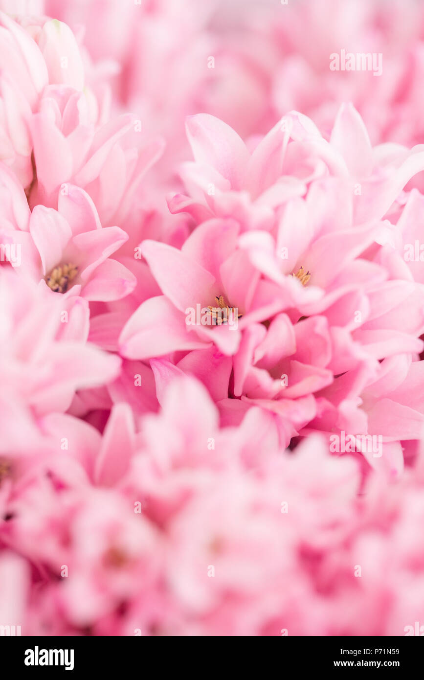 Hyacinth Flower Stock Photos, Images and Backgrounds for Free Download