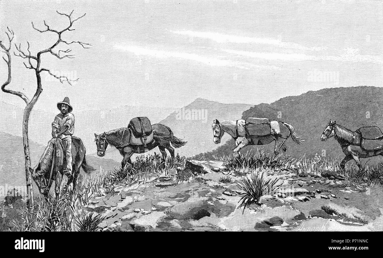 Equine illustrations 1800s hi-res stock photography and images - Alamy