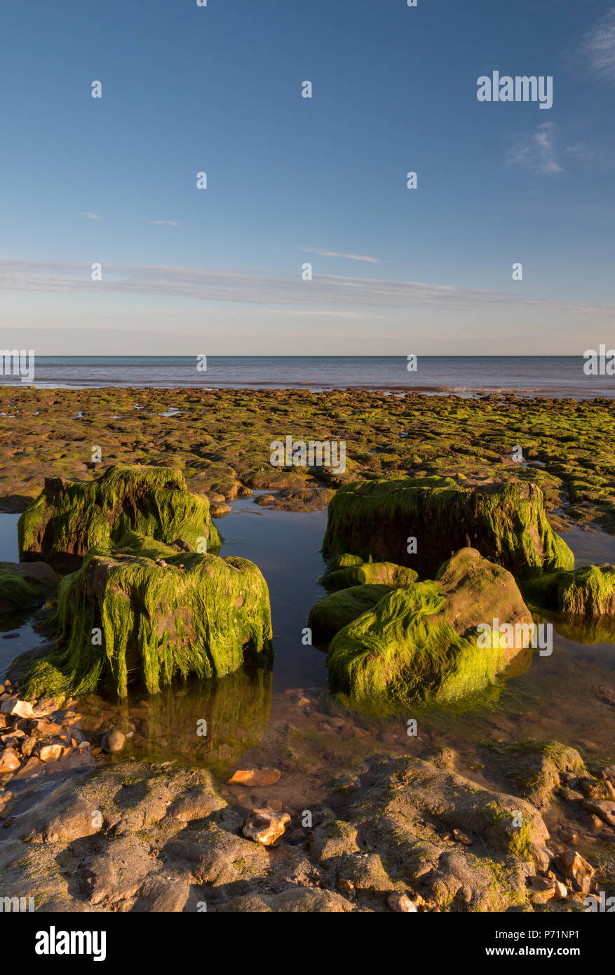 seaweed covered rocks, compton bay, isle of wight, england, united kingdom. Stock Photo