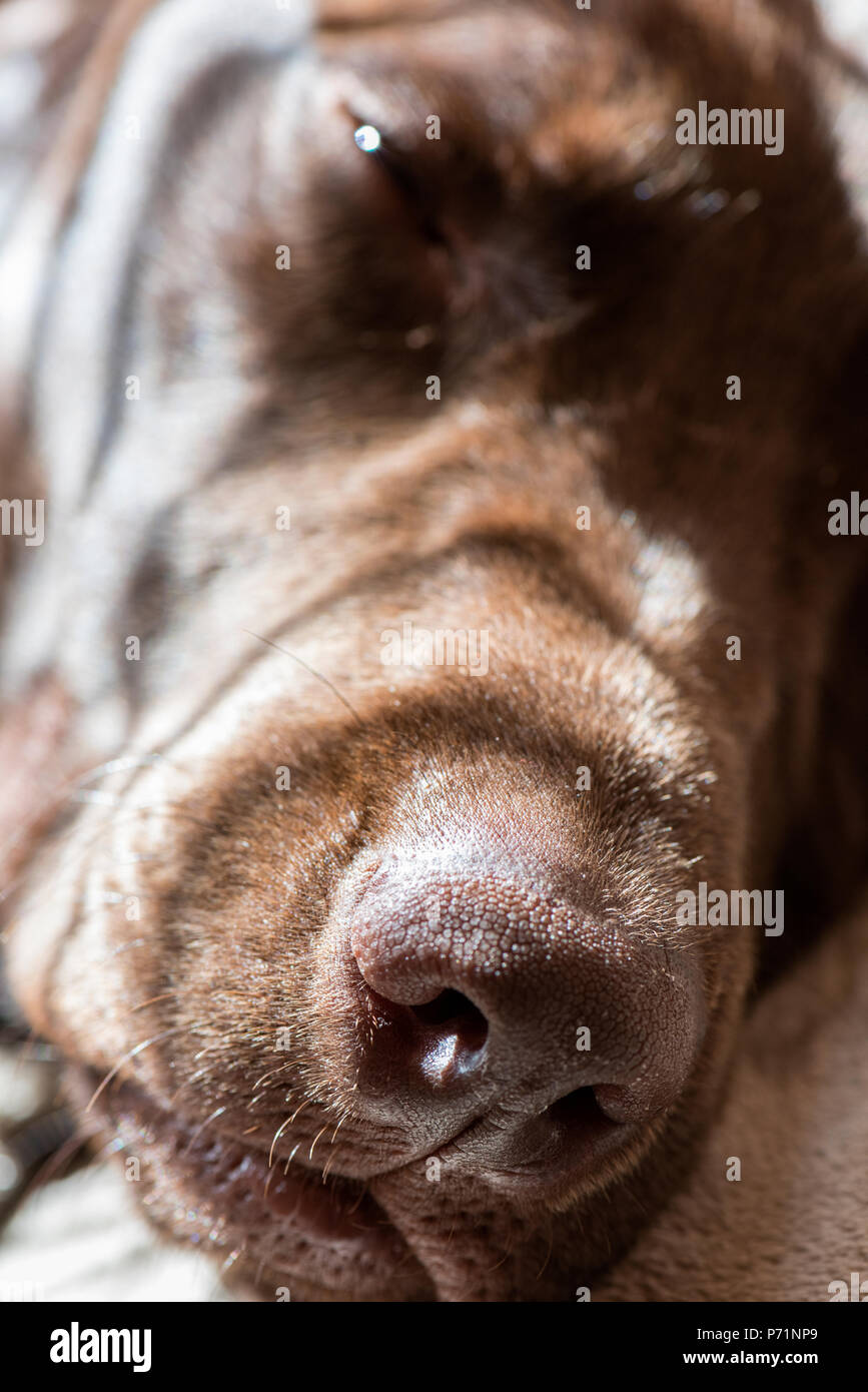 a dogs snout or nose Stock Photo