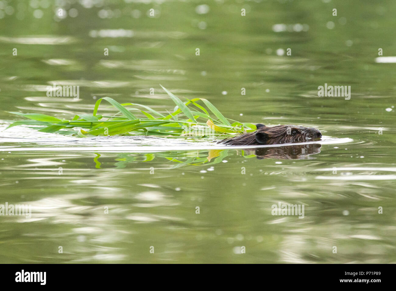 A North American beaver (Castor canadensis) swimming with food in its mouth back to its lodge. Stock Photo