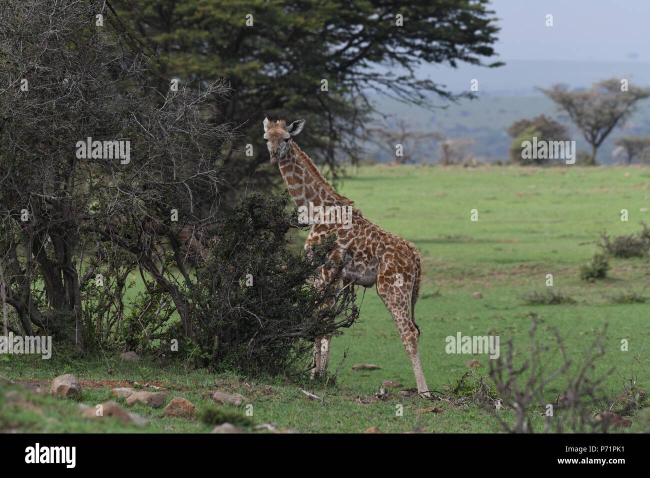 Young /baby only 1 day old. The Maasai giraffe (Giraffa camelopardalis tippelskirchii). Picture taken in the valley at Mahali Mzuri, Maasai Mara. Stock Photo