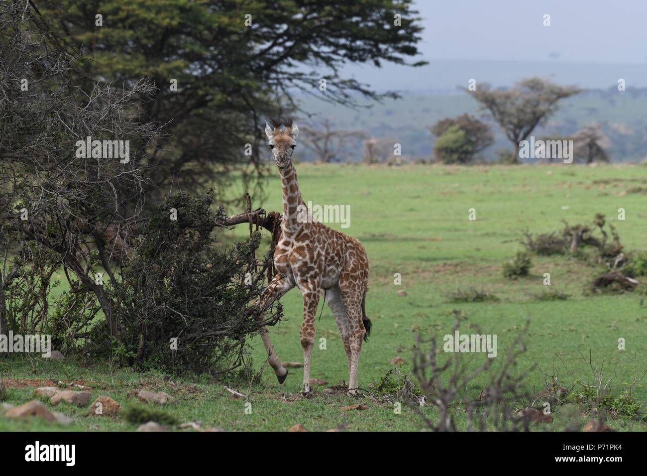 Young /baby only 1 day old. The Maasai giraffe (Giraffa camelopardalis tippelskirchii). Picture taken in the valley at Mahali Mzuri, Maasai Mara. Stock Photo