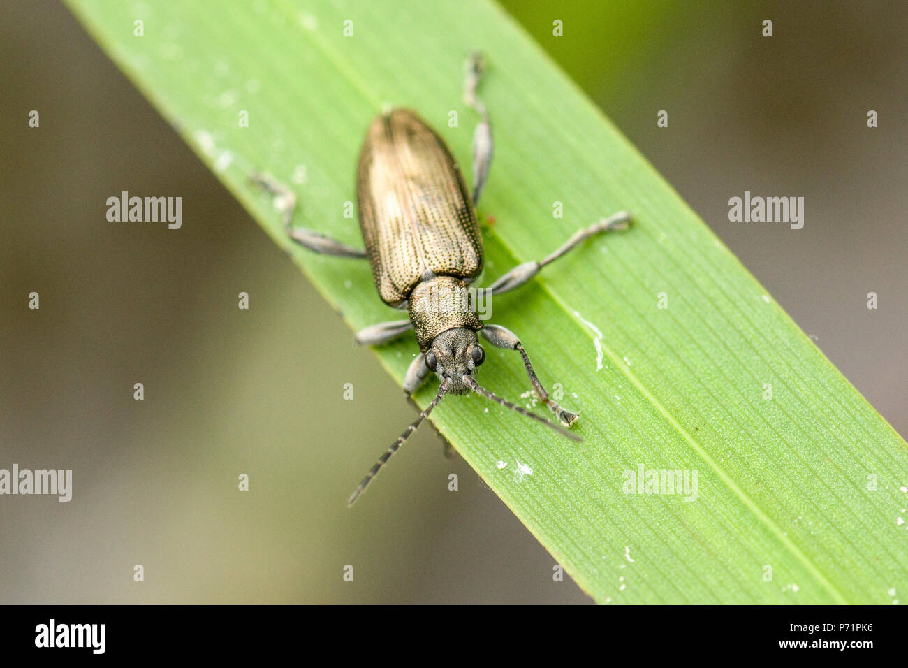 An aquatic leaf beetle (Donacia sp.) on an leaf. Stock Photo