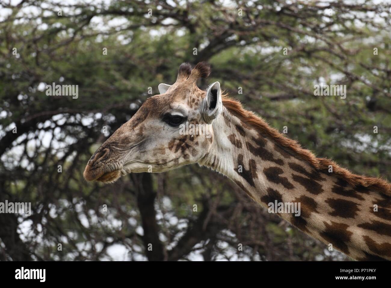 The Maasai giraffe (Giraffa camelopardalis tippelskirchii), also called Kilimanjaro giraffe. Picture taken in the valley at Mahali Mzuri, Maasai Mara. Stock Photo