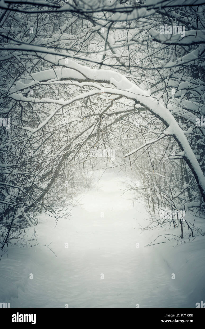 Snowy path through winter forest with overhanging heavy branches bending under snow and forming a tunnel. Ontario, Canada. Stock Photo