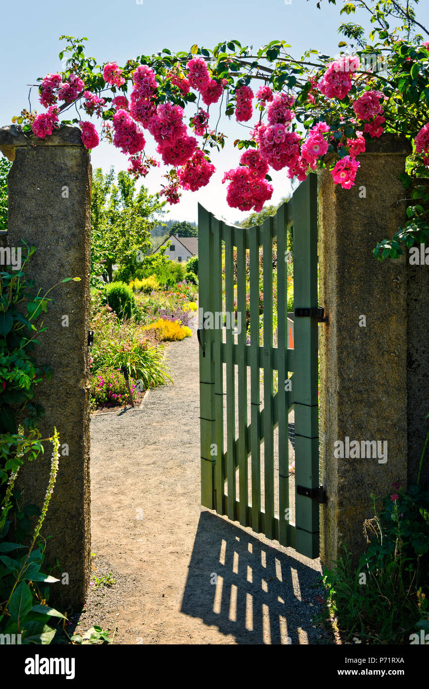 Pink roses hanging over open garden gate entrance Stock Photo