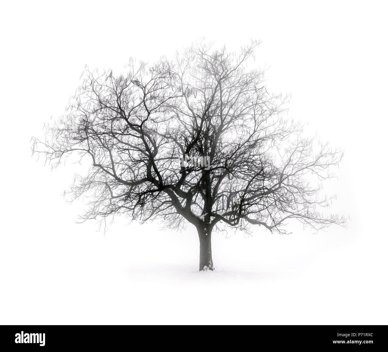Single leafless tree in winter fog on white snow background Stock Photo