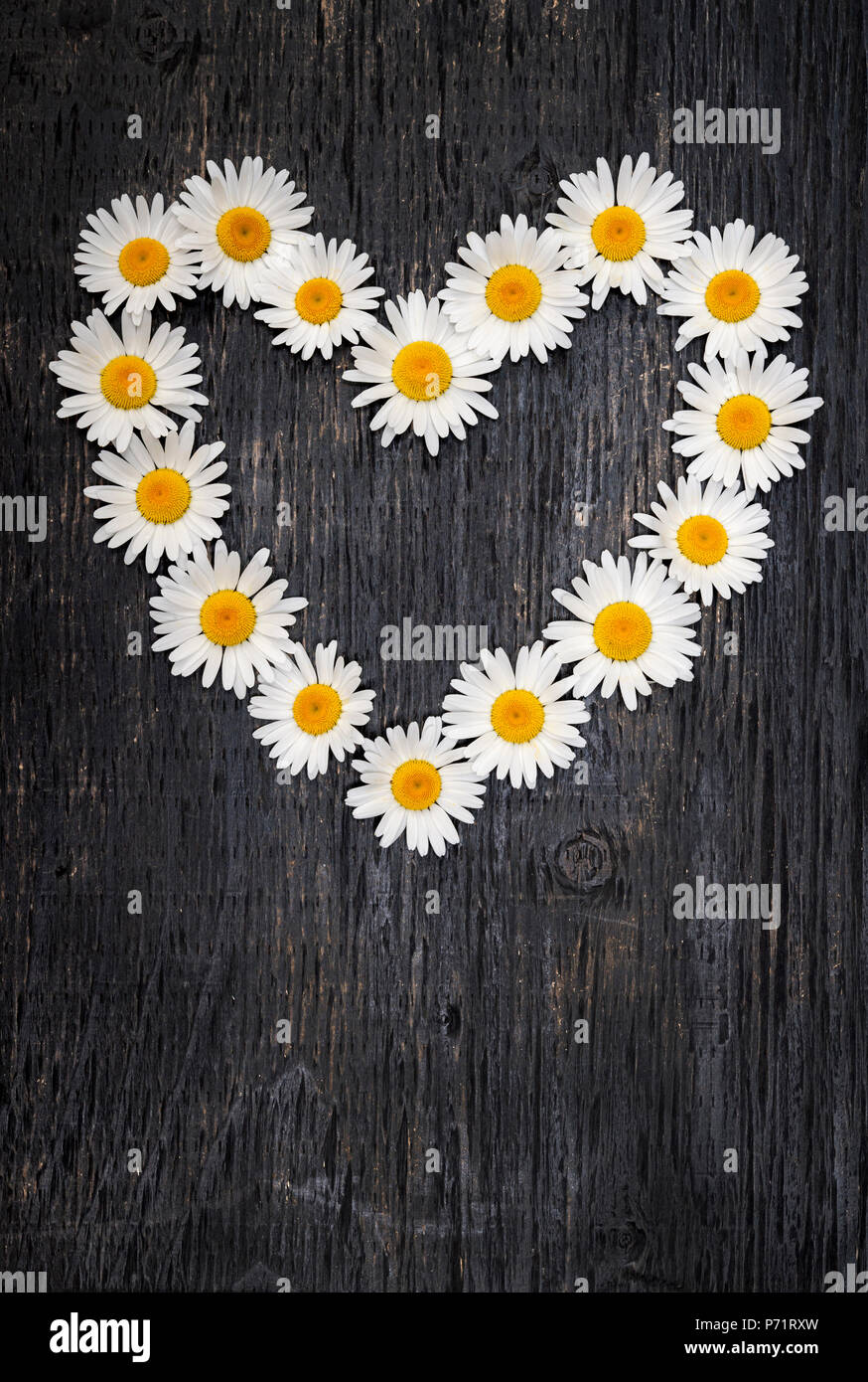 Heart shape of oxeye daisies on dark distressed wood background with copy space Stock Photo