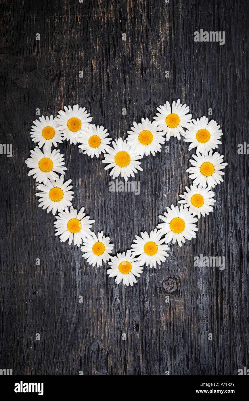 Heart shape of oxeye daisies on dark distressed wood background Stock Photo