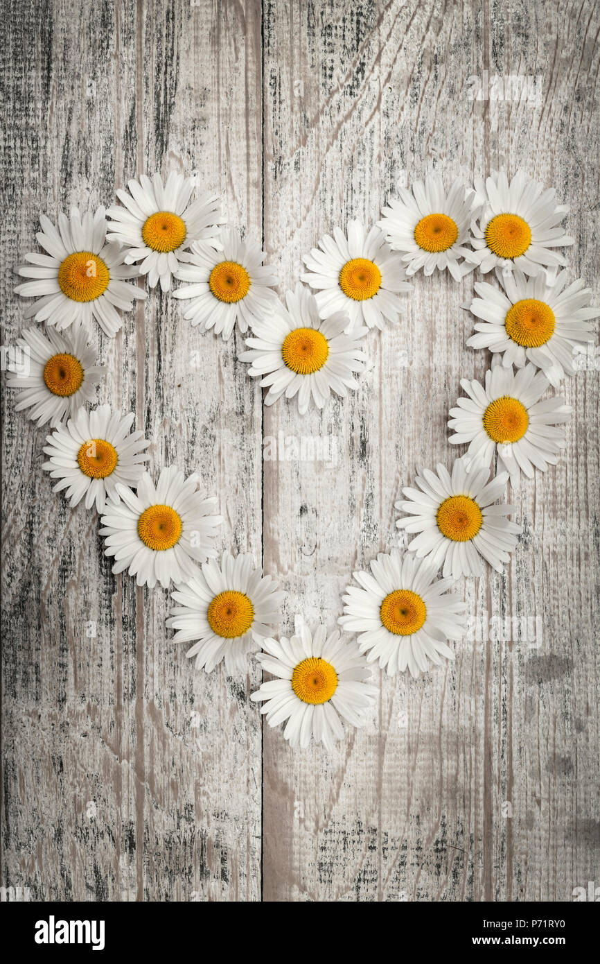 Heart shape of oxeye daisies on distressed wood background Stock Photo