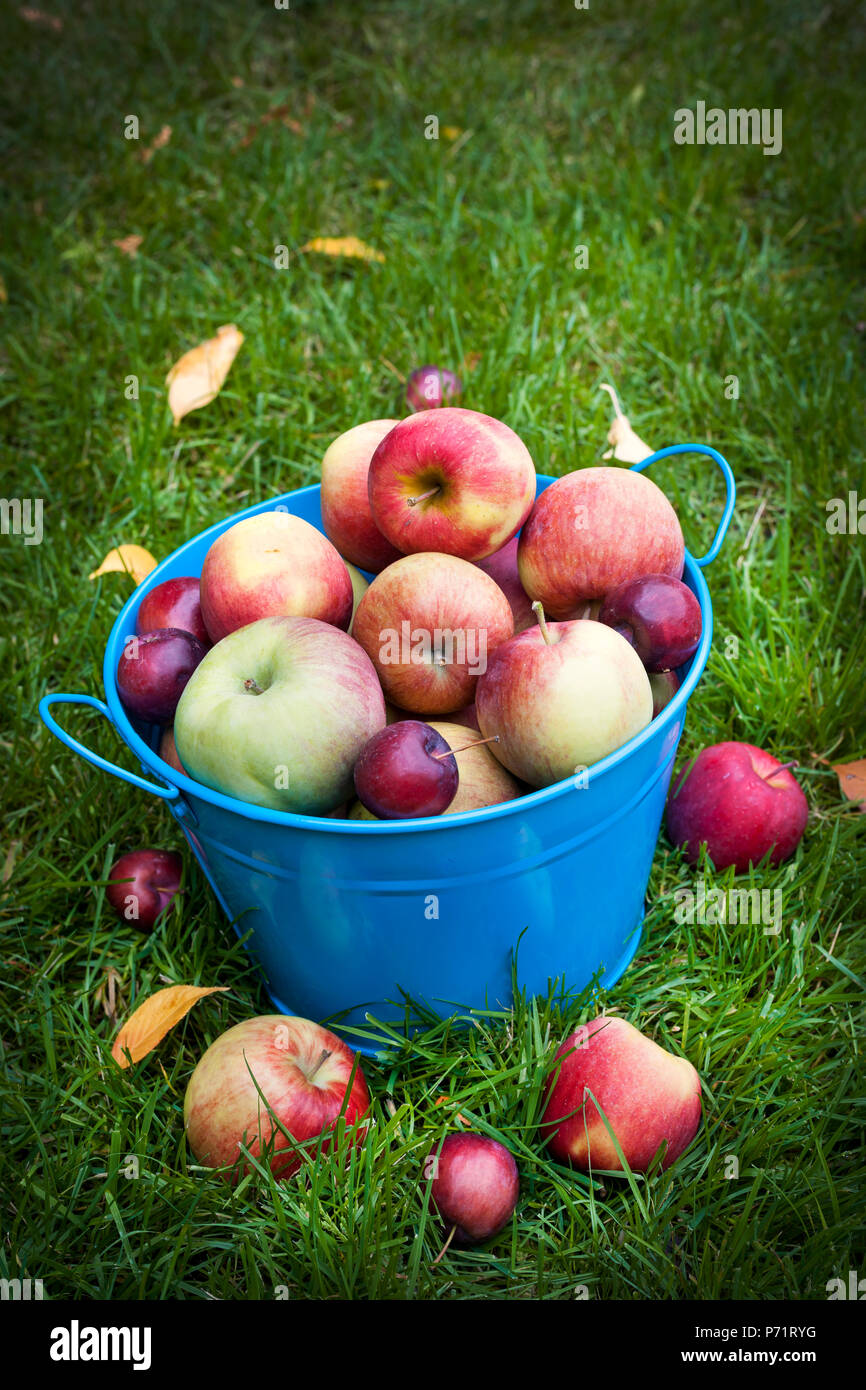 Raw Red Organic Cosmic Crisp Apples Bunch Stock Photo by ©bhofack2 600846200