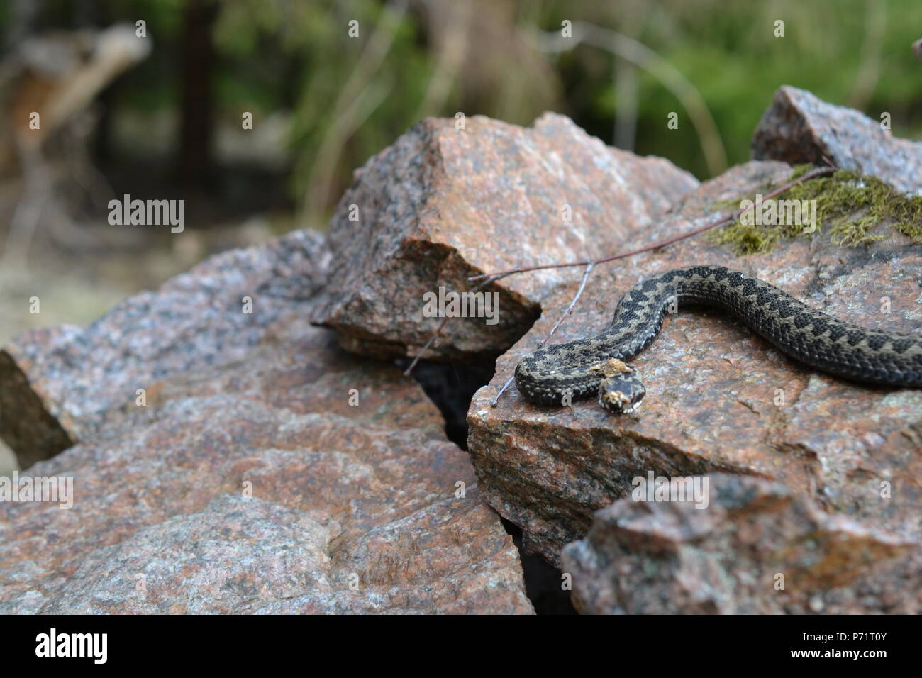 Poison rocks hi-res stock photography and images - Alamy