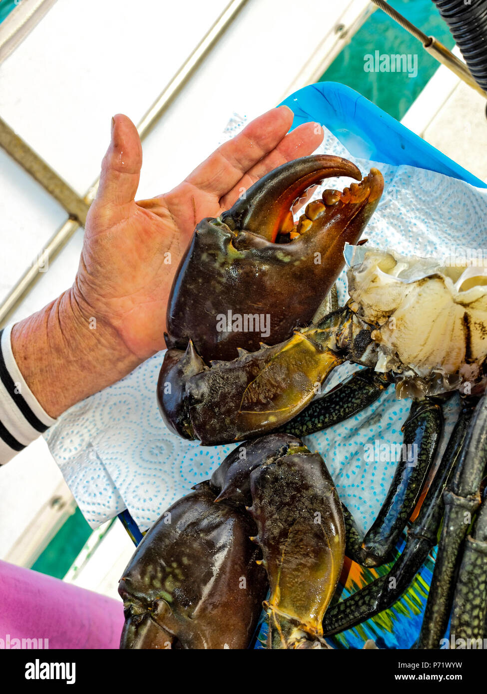 Huge nipper on an Australian Giant Crab (Scylla Also known as Mangrove and Serrated Crab. Freshly caught. Queensland, Stock Photo - Alamy