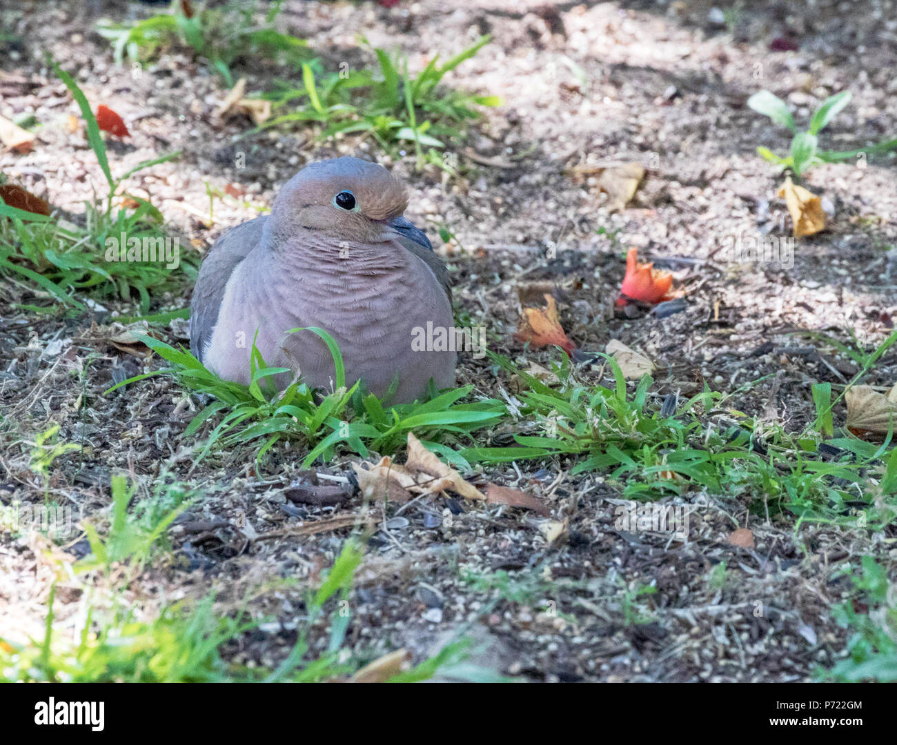 Mourning Dove, American Mourning Dove, Rain Dove Zenaida macroura