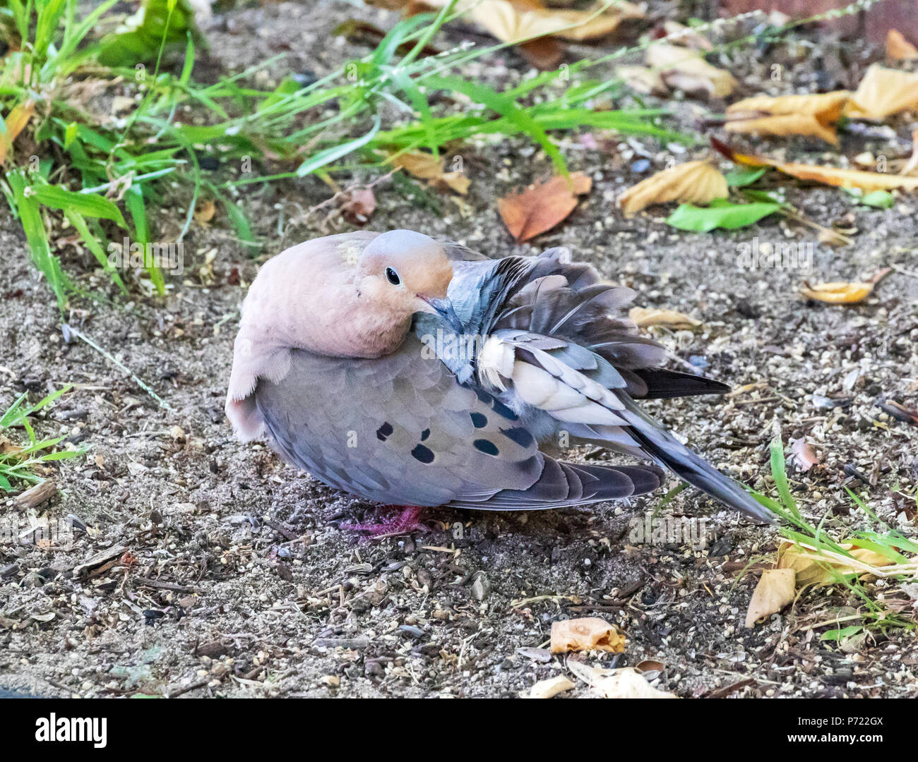Mourning Dove, American Mourning Dove, Rain Dove Zenaida macroura