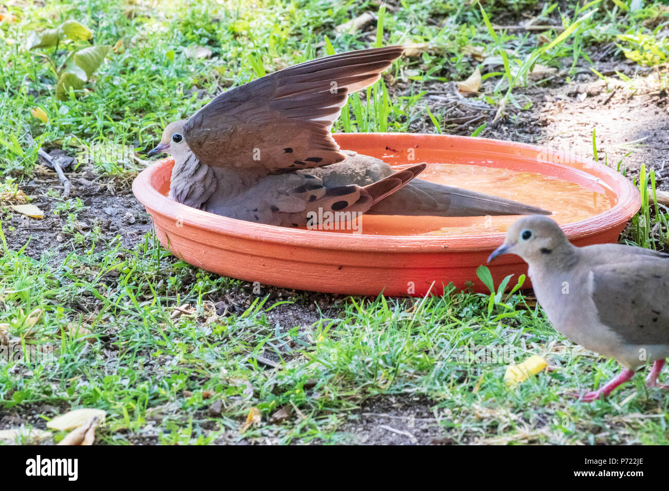 Baby Mourning Dove Bath
