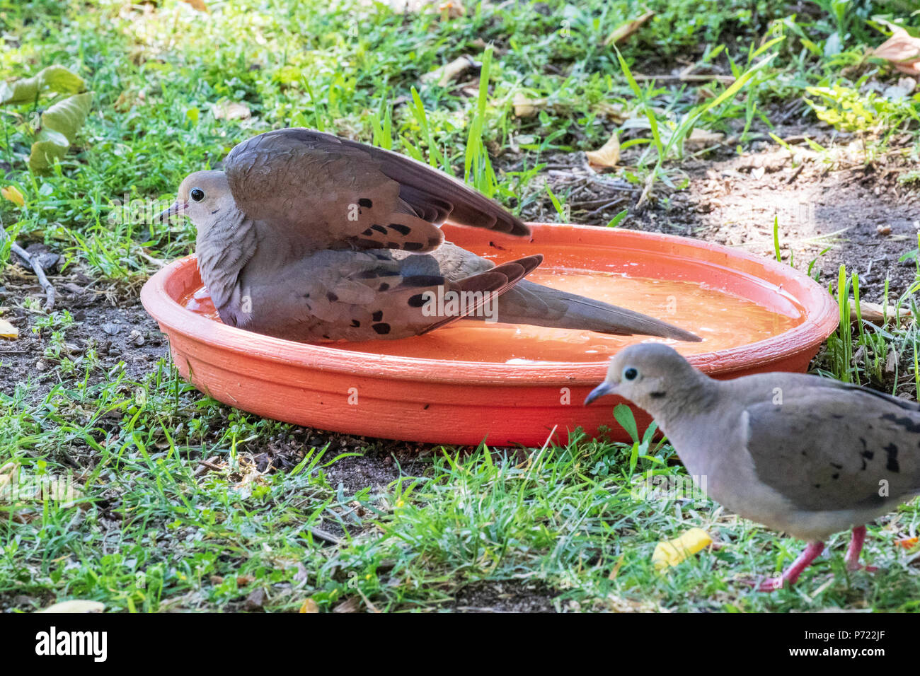 Mourning Dove, American Mourning Dove, Rain Dove Zenaida macroura