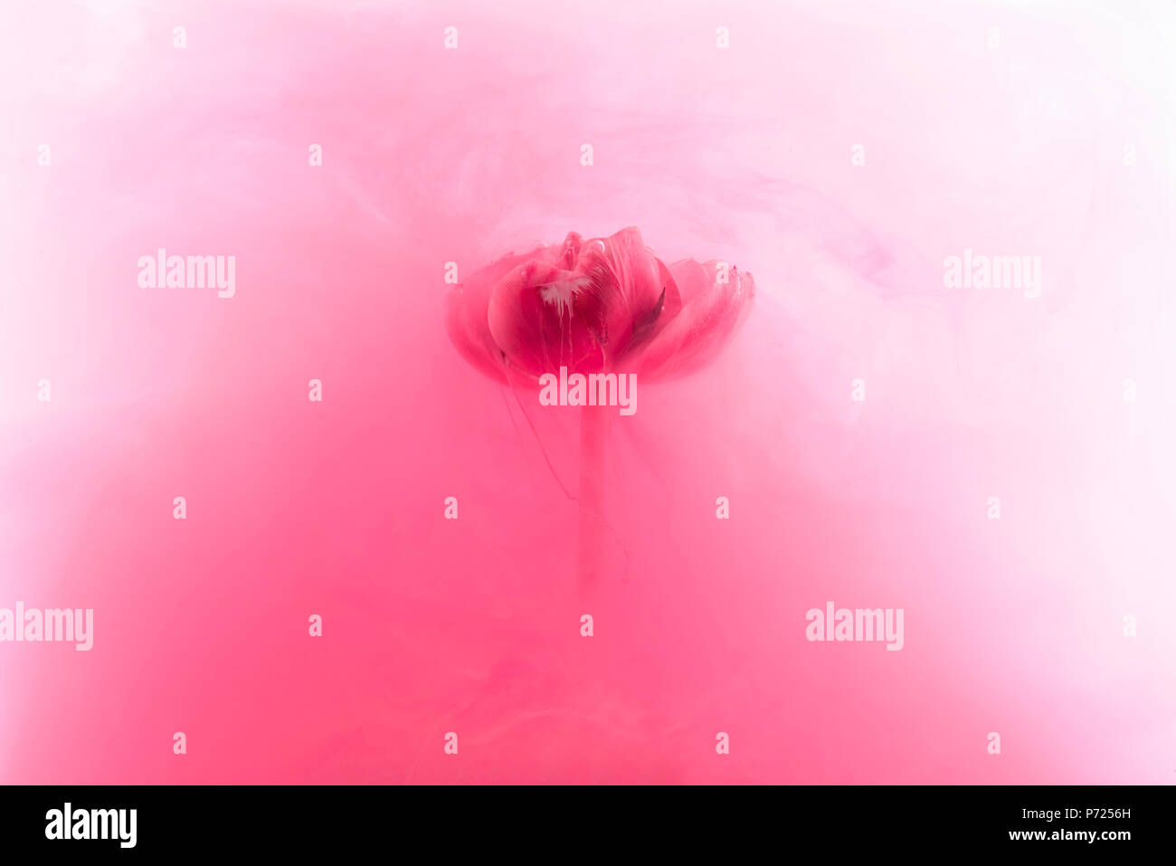Close up ink flower hi-res stock photography and images - Alamy