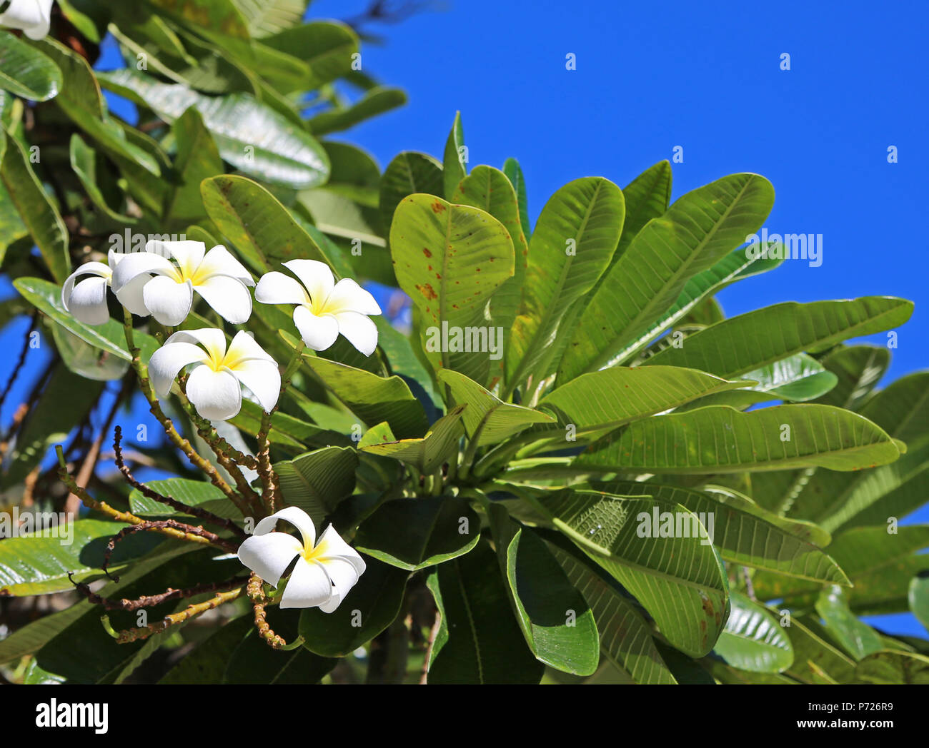 White plumeria flowers on tree, Hawaii Stock Photo - Alamy