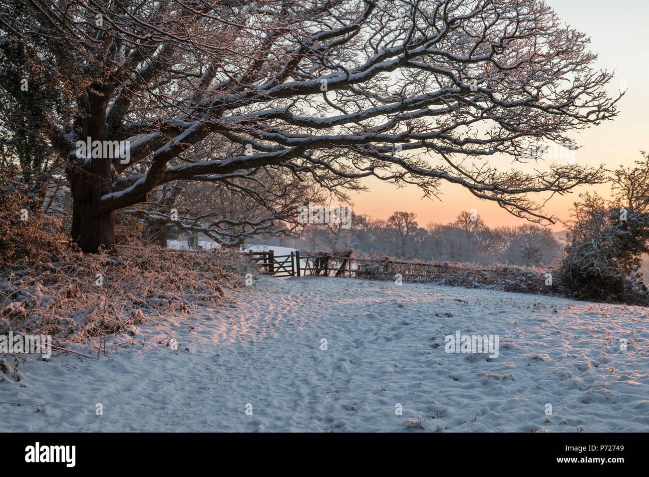 Snow covered High Weald landscape at sunrise, Burwash, East Sussex, England, United Kingdom, Europe Stock Photo