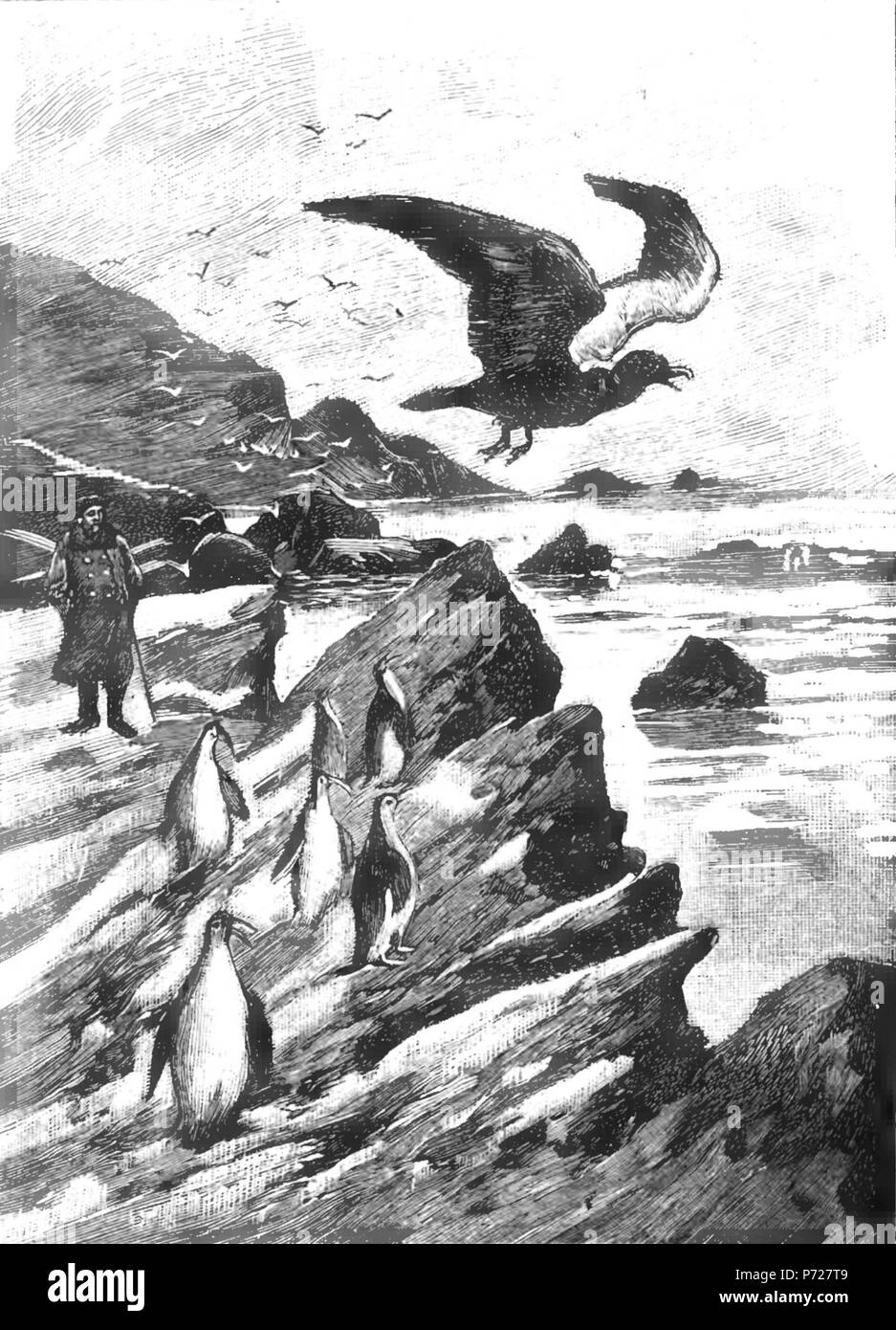 Polski: ilustracje w ksikce J. Verna wydanej w 1898 W Warszawie . 1898 41 Juliusz Verne-Sfinks lodowy 017 - albatros Stock Photo