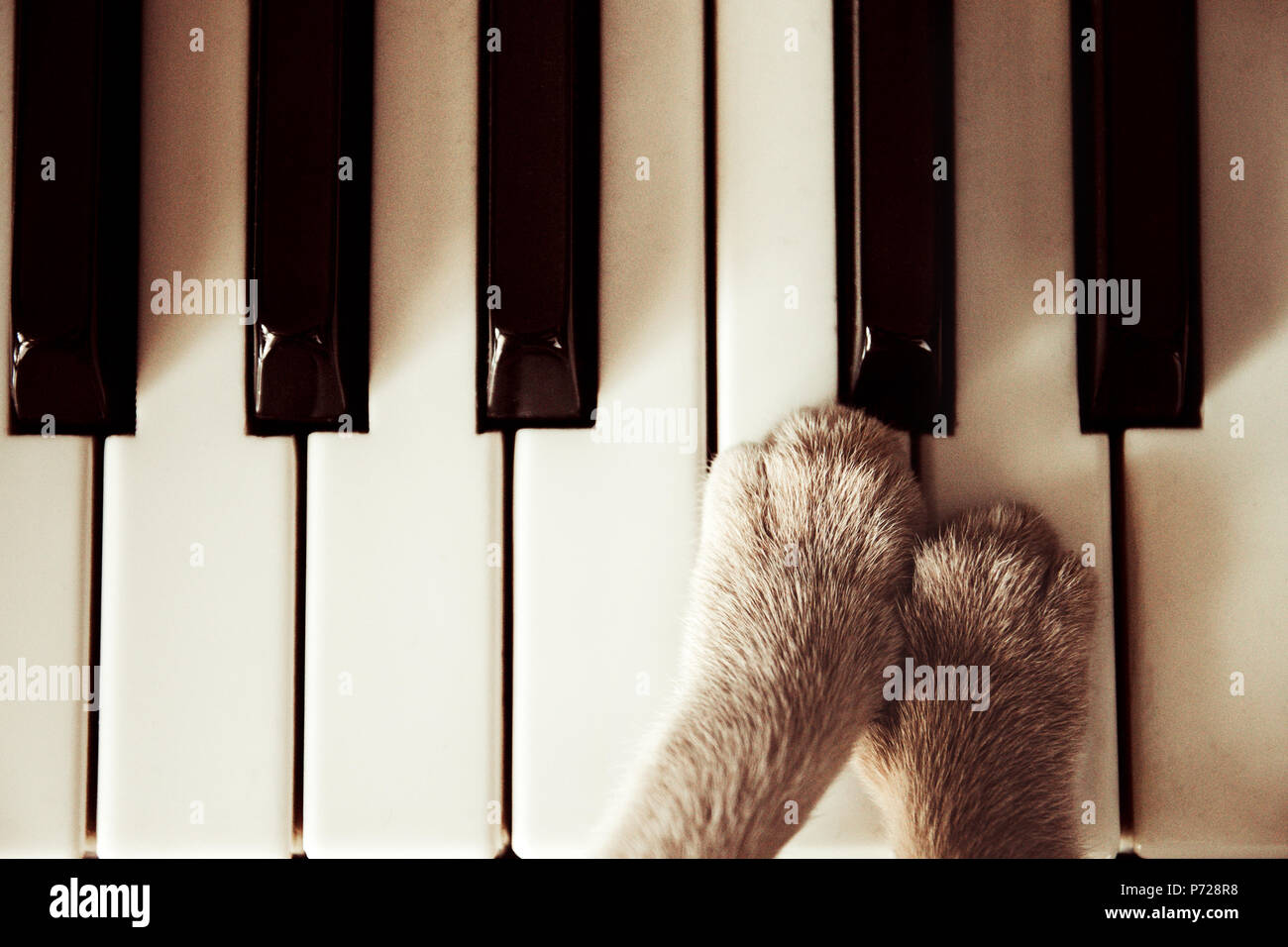 Cats paws lying on the piano keys close up cat playing. Stock Photo