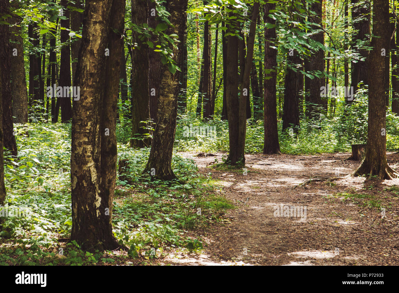 beautiful green forest in summer Stock Photo - Alamy