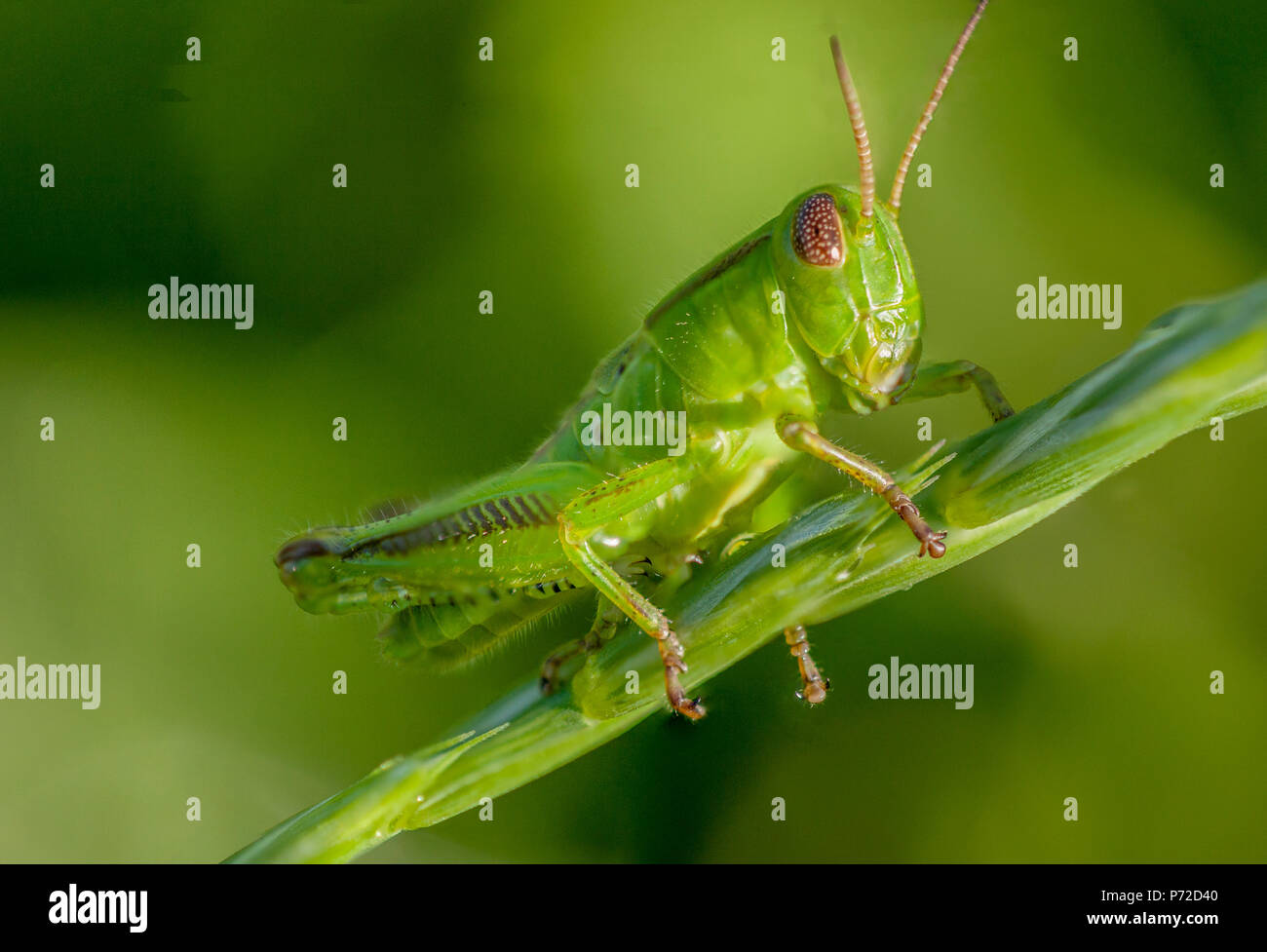 Close up of  a green grasshopper on the stem of a plant. Stock Photo