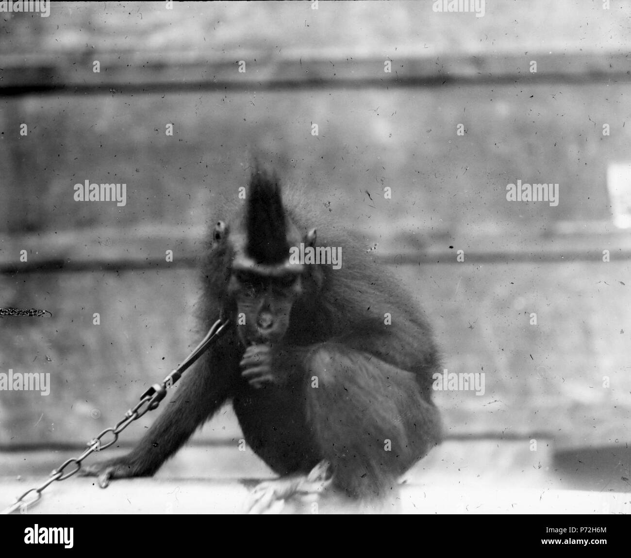 52 Svart apa (Cynopithecus niger). Kabupaten Bolaang Mongondow, Menado, Sulawesi. Indonesien - SMVK - 1976D Stock Photo