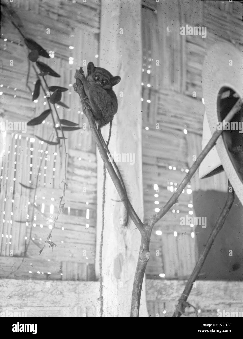 9 En liten spökapa (Tarsus fuseus). Exemplar i fångenskap - SMVK - 1986D Stock Photo