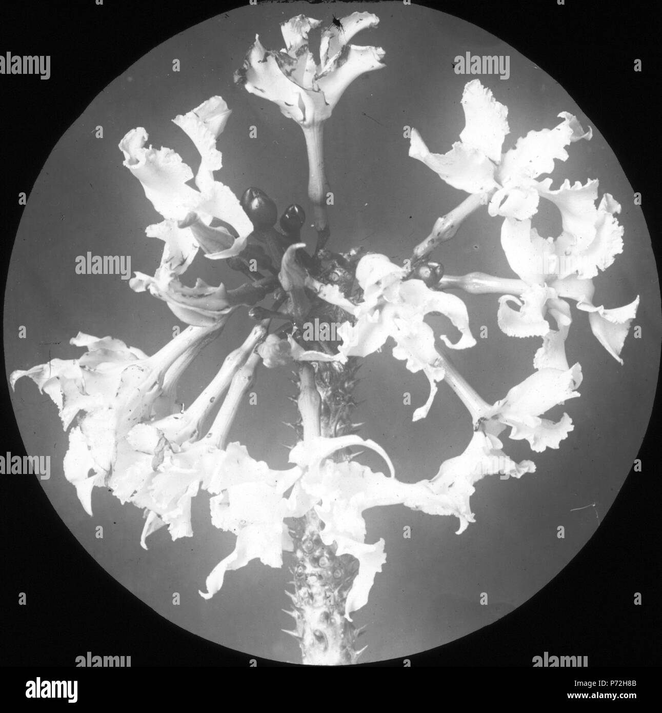 A New Species of Justicia (Acanthaceae) from the Mexican Yucatan Peninsula:  100 Years of Confusion with J. carthagenensis, image size:1291x1390