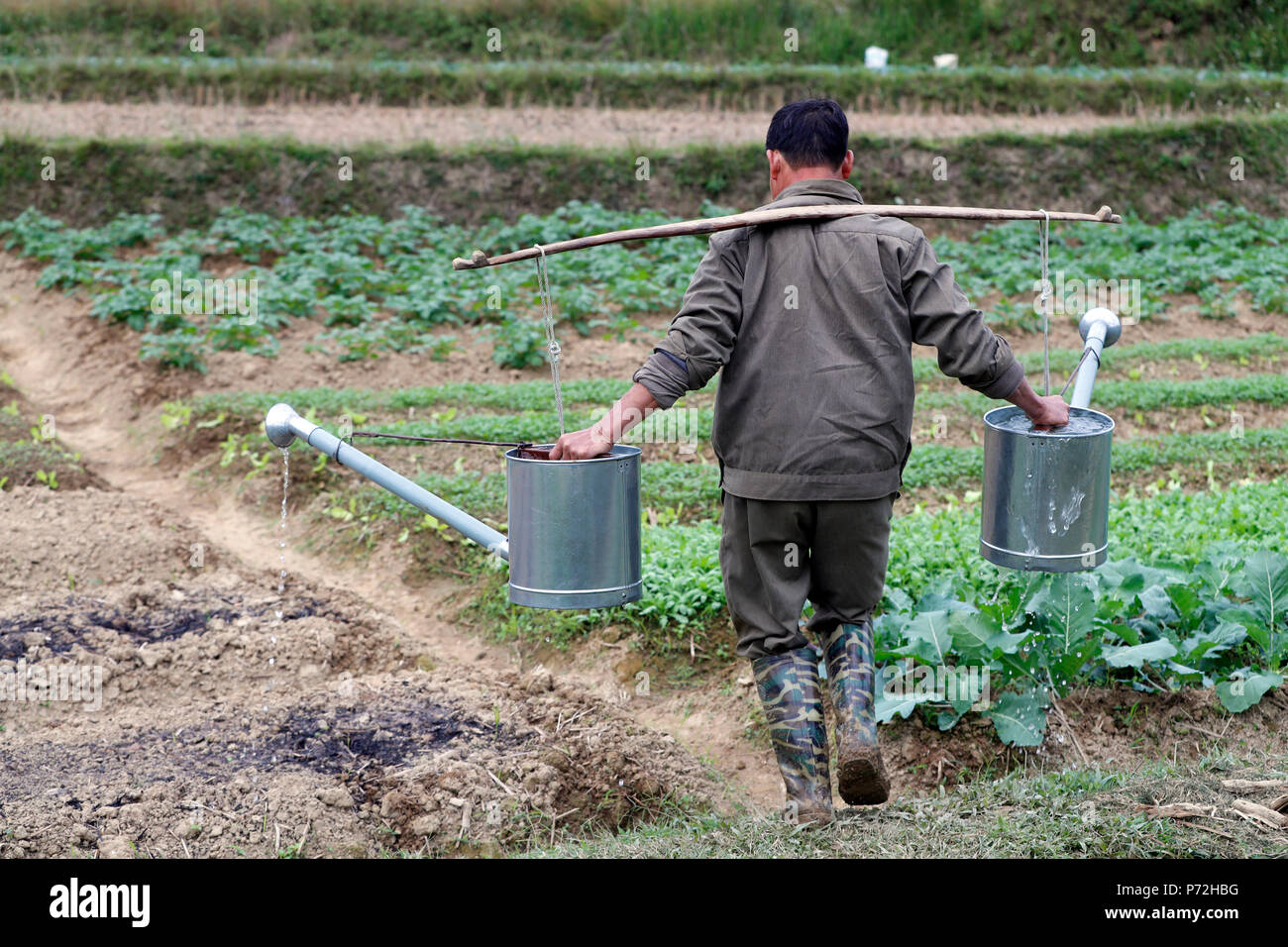 Farmer watering vegetables in the field, Bac Son, Vietnam, Indochina, Southeast Asia, Asia Stock Photo
