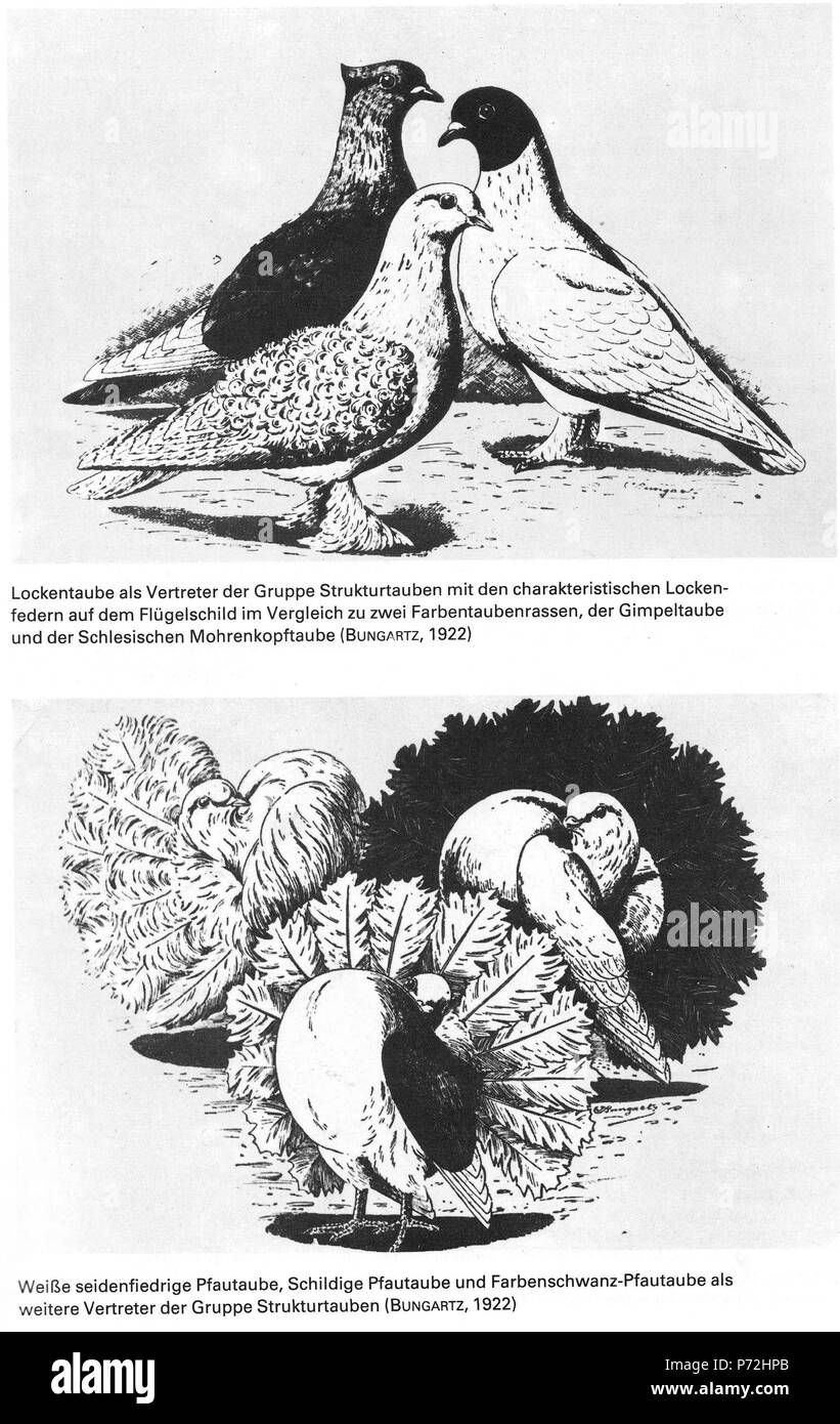 see derivative works . 1922 8 Die Taube, 1984, 0012 Stock Photo