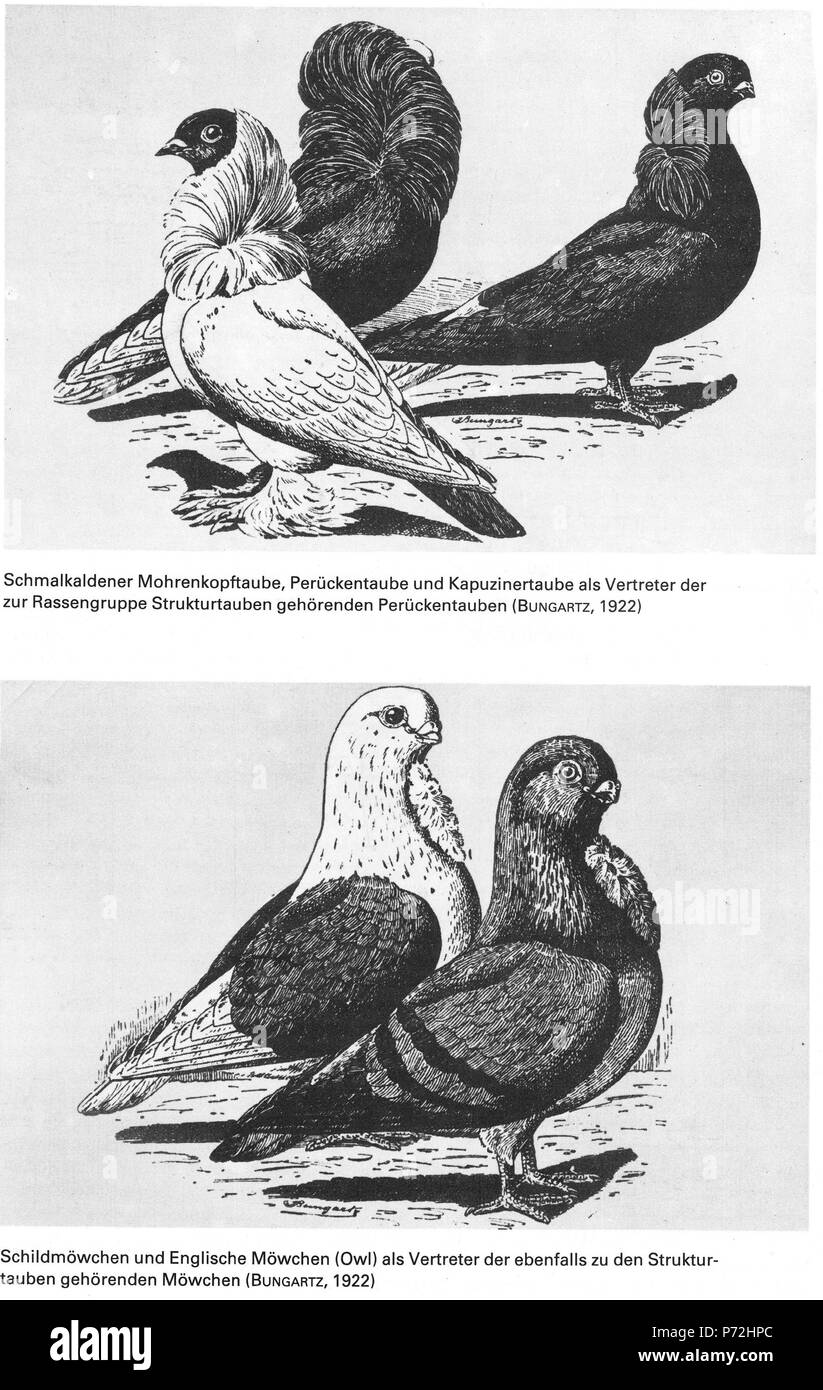 see derivative works . 1922 8 Die Taube, 1984, 0013 Stock Photo