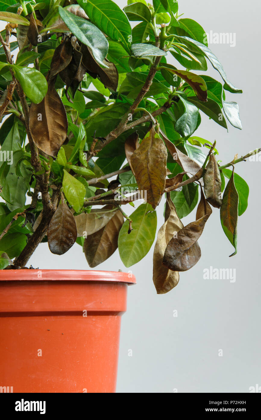 Sick gardenia plant with falling yellow leaves because of parasites