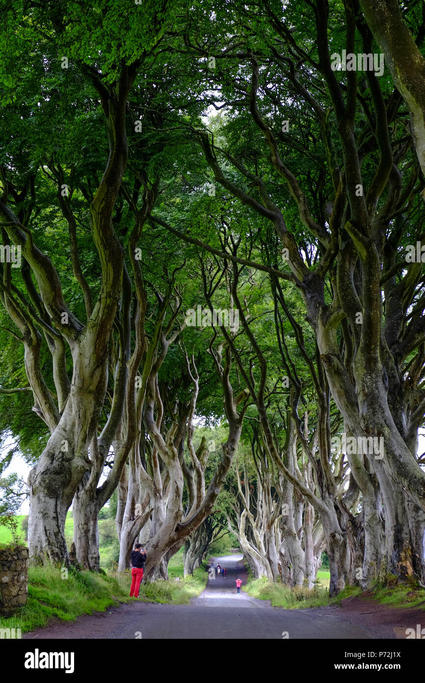 The Dark Hedges An Avenue Of Beech Trees Game Of Thrones