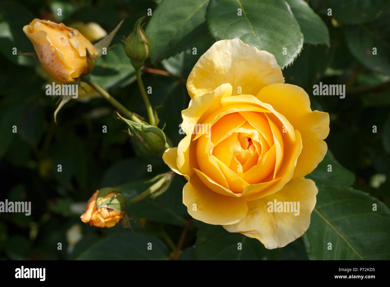 Yellow Spring Hill Roses Yellow roses flowers in a garden during spring Stock Photo - Alamy