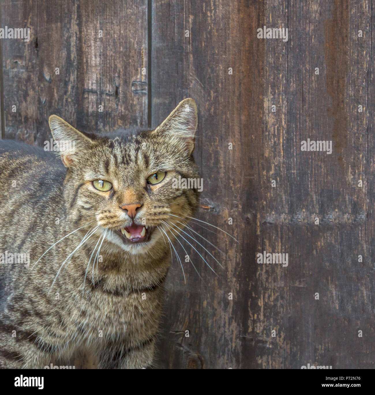Talking Tabby Cat Stock Photo