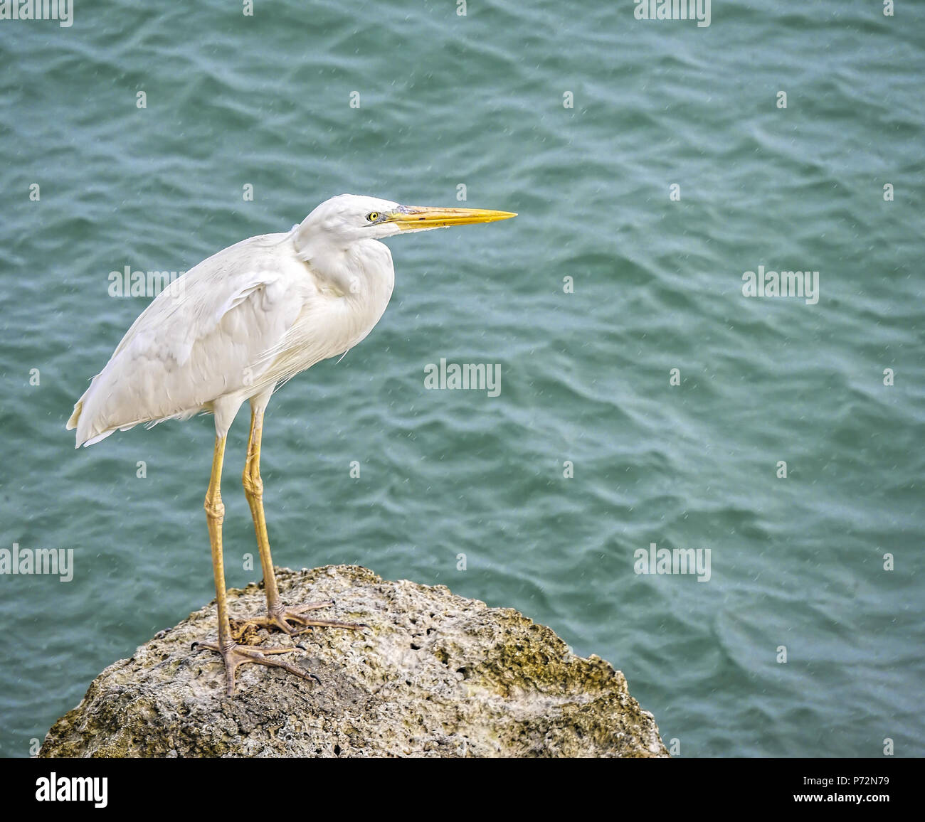 Great White Heron-Ardea herodias occidentalis, a white morph of the Great Blue Heron,  sitting unhappily  in the rain in the Florida keys. Stock Photo