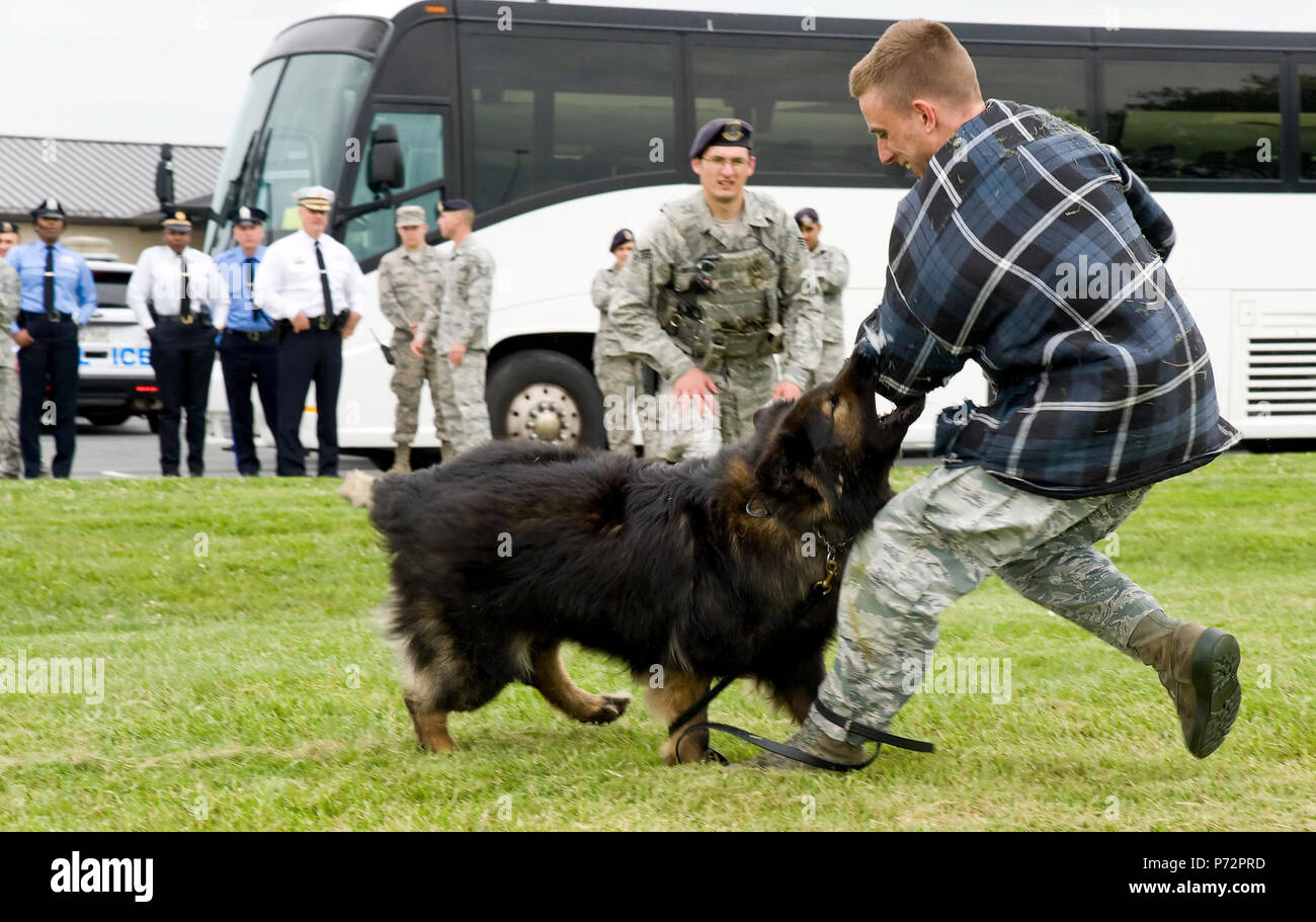 Senior Airman David Bischoff, 436th Security Forces Squadron Military Working Dog handler, watches MWD Terry attack Senior Airman Alexander Cormier, 436th SFS during a demonstration, May 11, 2017, on Dover Air Force Base, Del. Fifteen members of the Philadelphia Police Department, Philadelphia, Pa., watched various scenarios showing how a handler and MWD are capable of neutralizing a hostile threat. Stock Photo