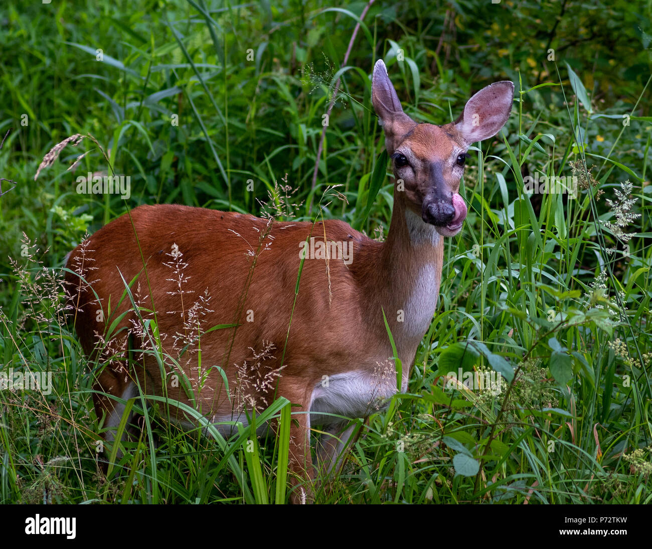 Pregnant Doe Summer Field - A pregnant white tail deer eating foliage and greens. Doe will likely give birth soon to 2 fawns. Photo taken June. Stock Photo