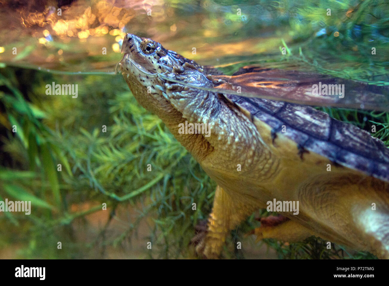 Snapping turtle beak hi-res stock photography and images - Alamy