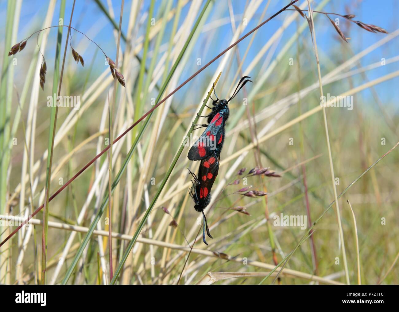 Six spot burnet moths (Zygaena filipendulae) joined in the mating process hanging from course grass in north Scotland, UK, Europe Stock Photo