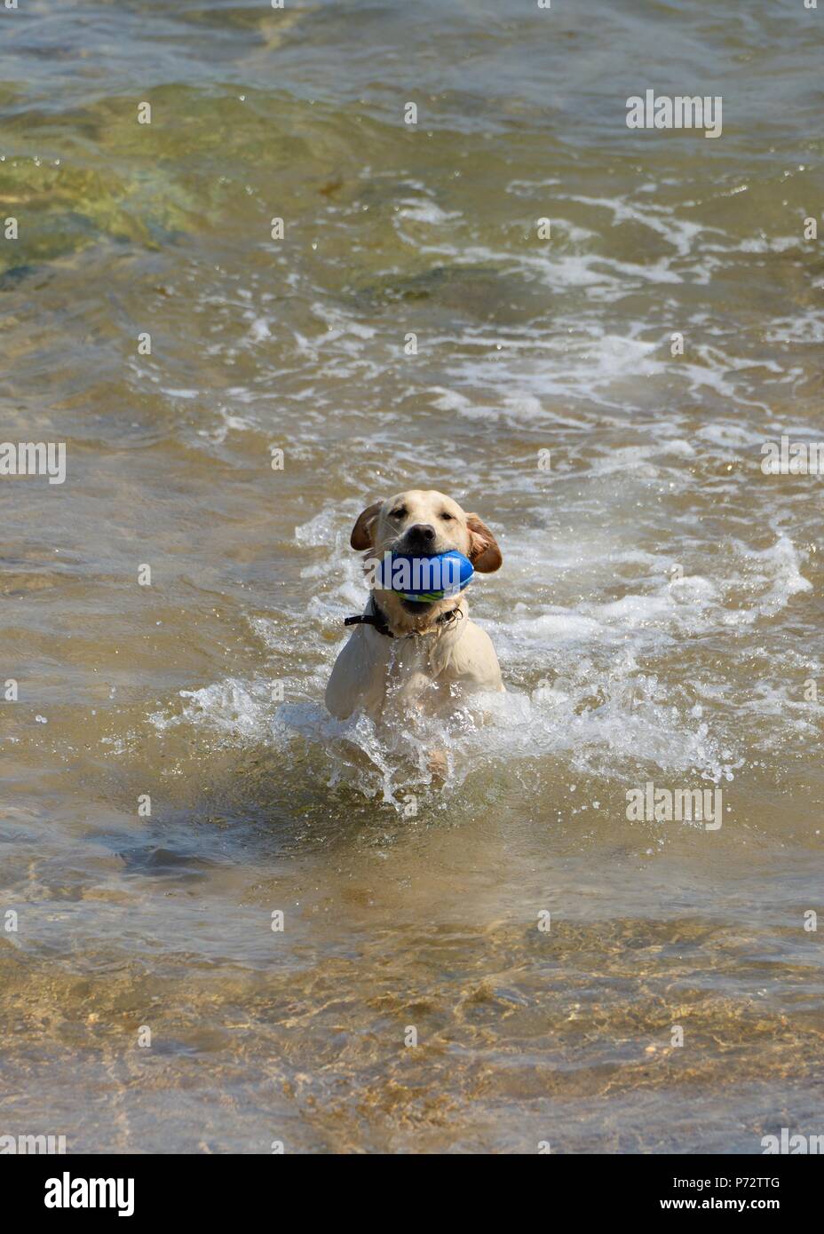 A golden retriever enjoying cooling off and playing in the sea at Embo during the heatwave of 2018 in Sutherland, Scotland, UK Stock Photo