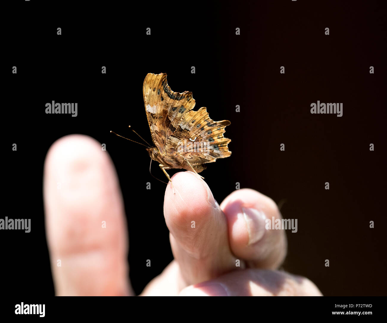 Comma Butterfly resting on fingertip. Stock Photo