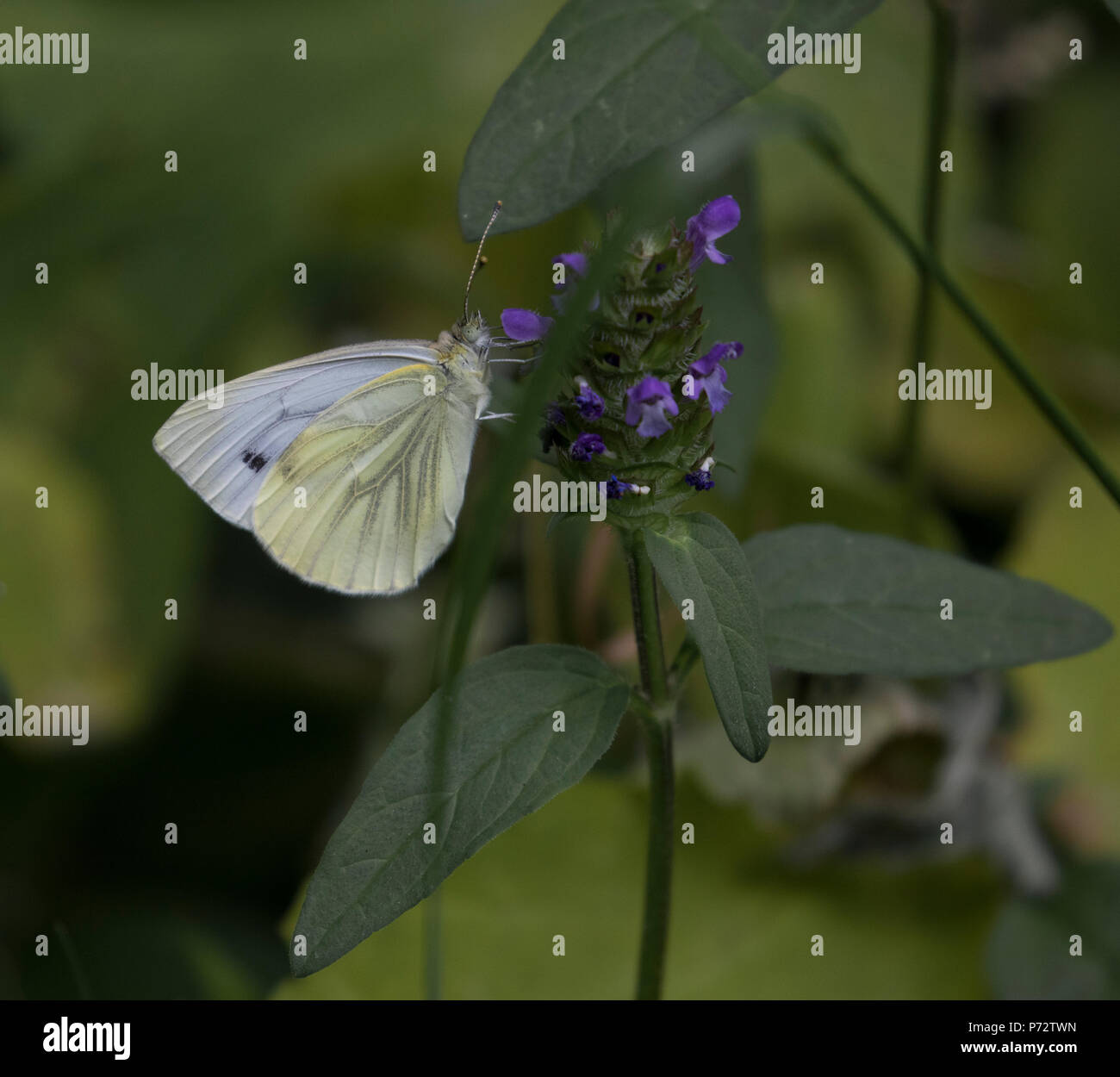 Lovely green veined white female (second brood) butterfly Stock Photo