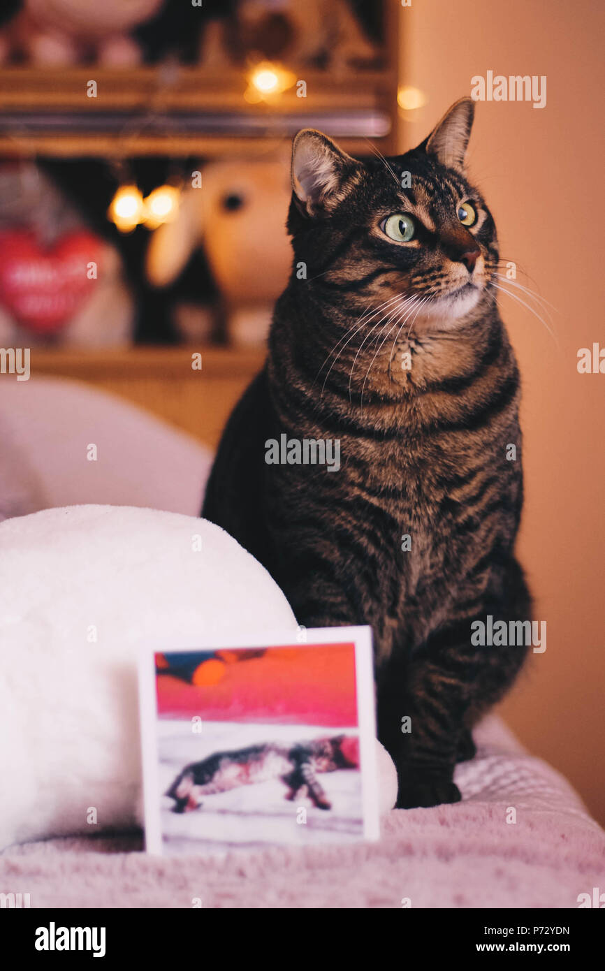 Close-up of cat looking away with a polaroid photo Stock Photo